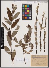 Salix burjatica Nasarow